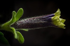 Нераспустившийся цветок