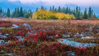 Растения в лесотундре