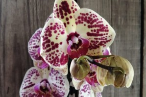 Орхидея мариола