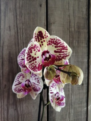 Орхидея мариола