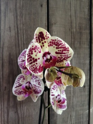 Орхидея мариола