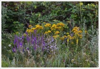 Лекарственные растения степи
