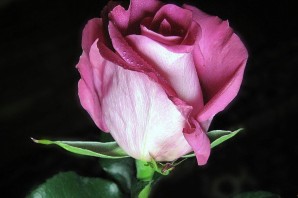 Сорта роз без шипов