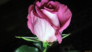 Сорта роз без шипов