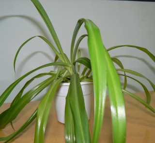 Цветок с длинными листьями