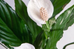 Домашнее растение с белыми цветами