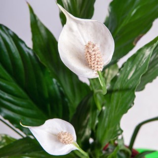 Домашнее растение с белыми цветами