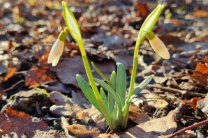 Первоцветы московской области