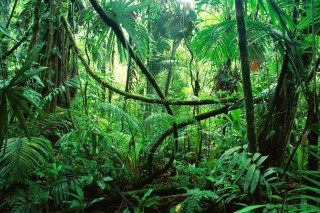 Переменно влажные леса растительный мир