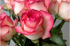 Роза чайно гибридная джумилия