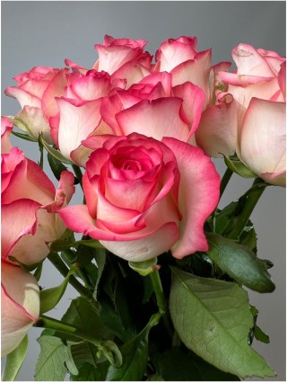 Роза чайно гибридная джумилия