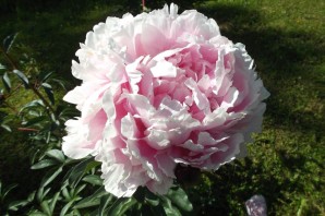 Пион конингин вильгельмина