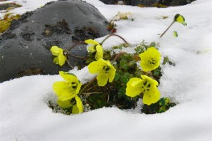 Северные растения