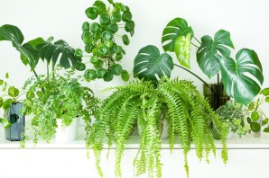 Тропические домашние растения