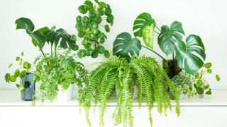 Тропические домашние растения