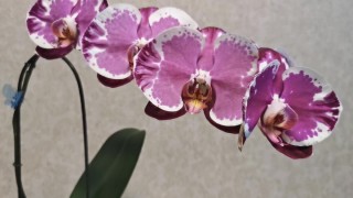 Сакрифайс орхидея