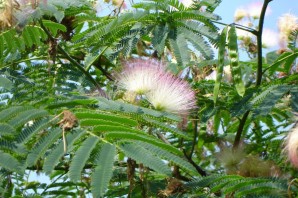 Японская акация