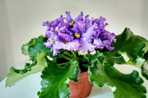 Фиалка квазар