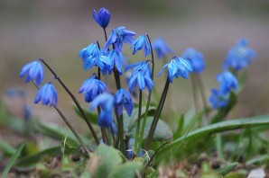 Синенькие первоцветы