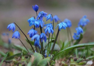 Синенькие первоцветы