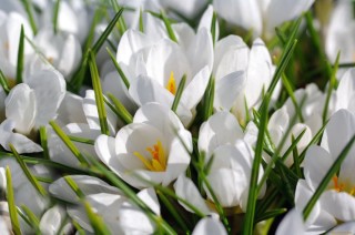 Весенние белые цветочки