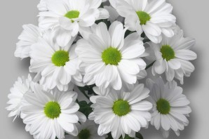 Хризантема кустовая кеннеди