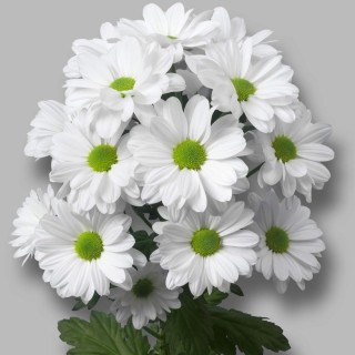 Хризантема кустовая кеннеди