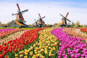 Фестиваль тюльпанов в голландии
