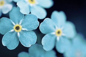 Цветы голубого цвета