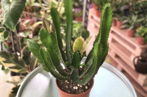 Эуфорбия цветок