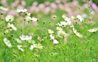 Белые луговые цветы