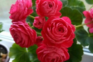 Герань вива розита