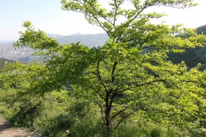 Дикая акация