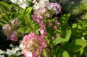 Тиклед пинк гортензия