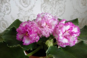 Фиалка изольда