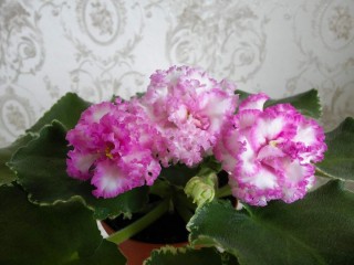 Фиалка изольда