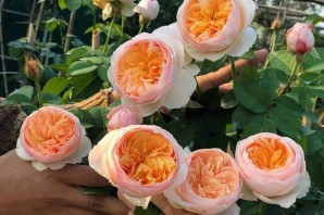 Роза английская джульетта