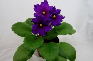 Фиалка наполеон