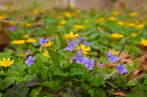 Весенние цветы ленинградской области