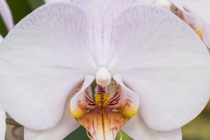 Орхидея кембридж