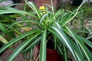 Цветок с узкими длинными листьями