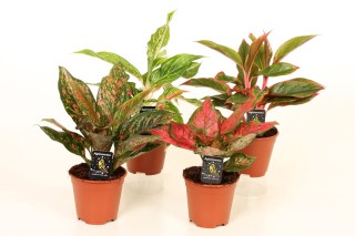 Декоративно лиственные комнатные цветы