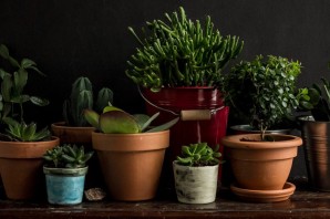 Горшечный цветок