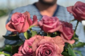 Роза монмарт