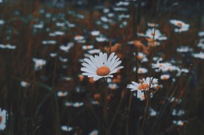 Эстетика обои ромашки