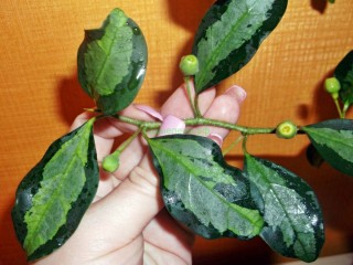 Фикус диверсифолия сплеш