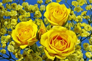 Желтые цветочки