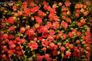 Цветы мелкие розы