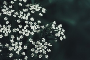 Трава с белыми цветочками