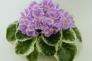 Фиалка элиан